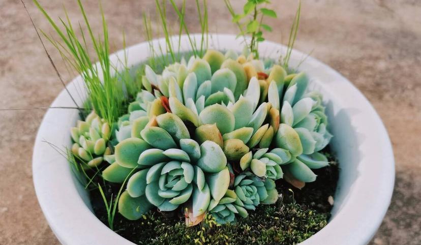 多肉冰梅怎么养出状态,多肉冰梅适合新手吗