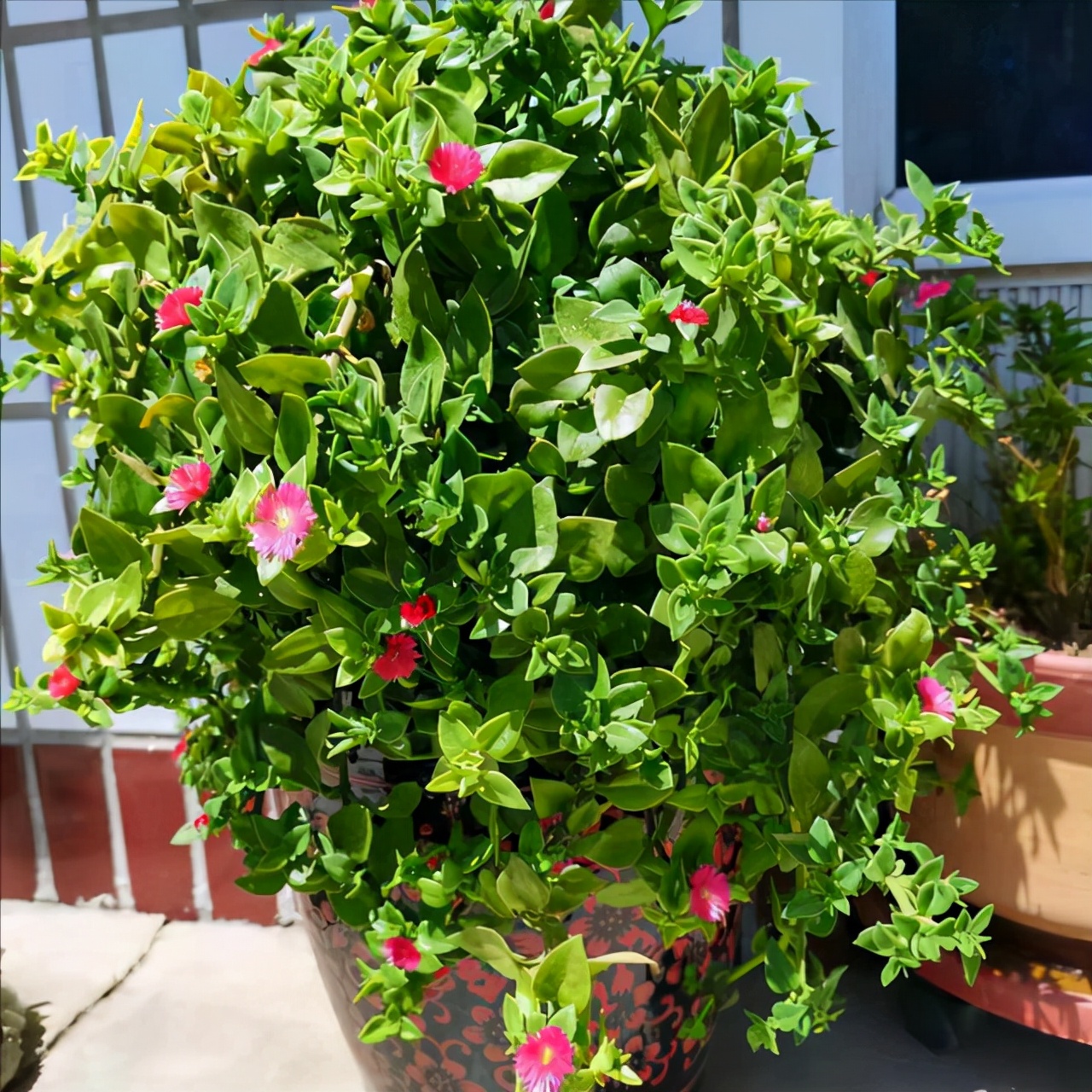 适合邻居养的十种花,养这7种花大人小孩都能养好