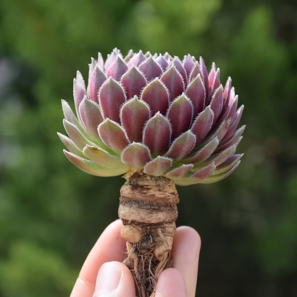 5种好看的多肉,多肉植物超好看白色