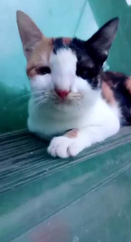 铲屎官拍下有趣一幕小奶猫照镜子,铲屎官迷惑宠物猫咪