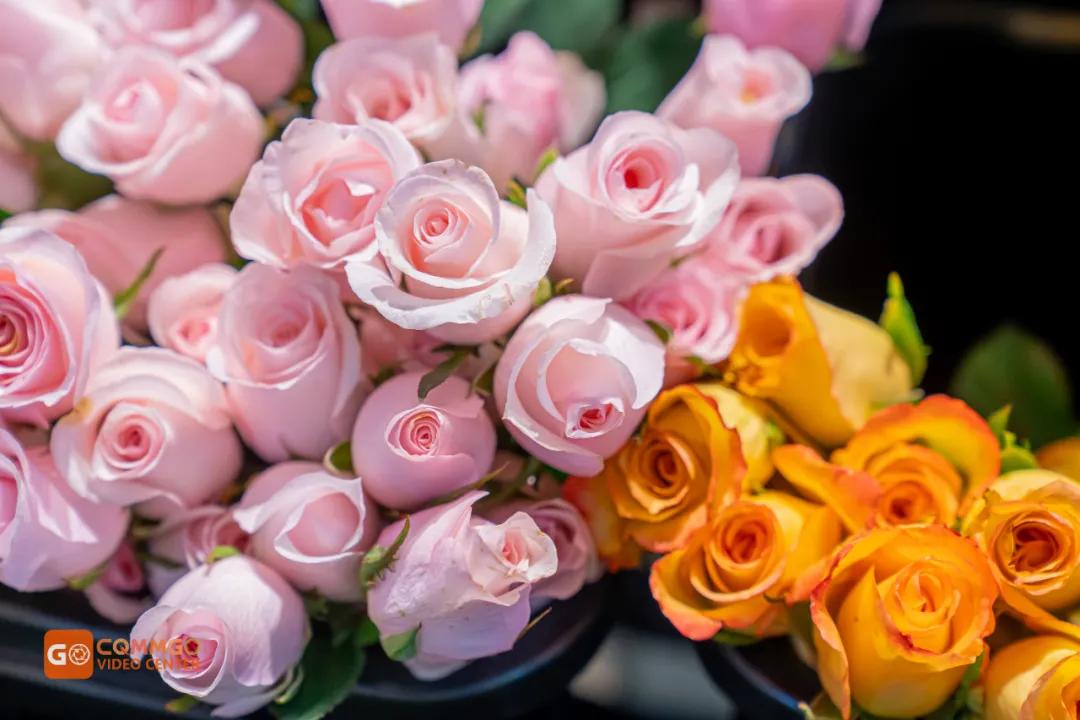 重庆最大的花市在哪里,重庆花市排名前十名