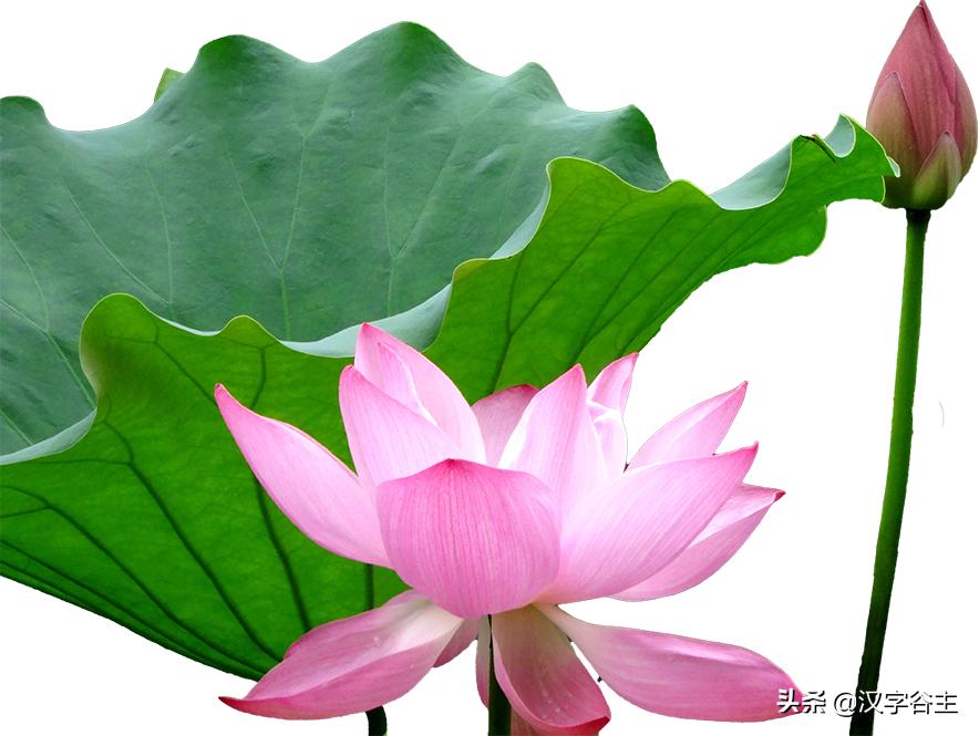 汉字植物课：大语文这样学，把与荷花有关知识及字词诗文一网打尽