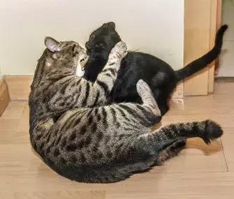 两只猫打架怎么办呢,两只猫打架掉一撮毛