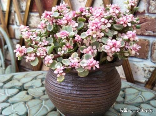 养金枝玉叶，了解掌握5个要点，叶片饱满油亮，长成大气老桩