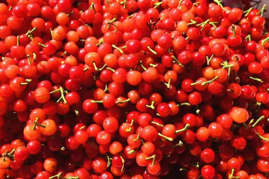 攀枝花哪种水果好吃 (攀枝花两种美味水果)