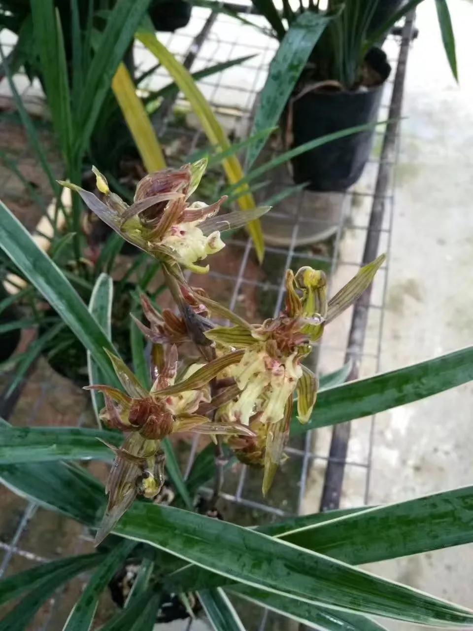 墨兰的五种奇花介绍,金边墨兰带花苞精品