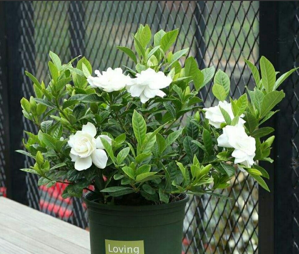 栀子花高压生根盒繁殖,黄栀子花扦插繁殖方法