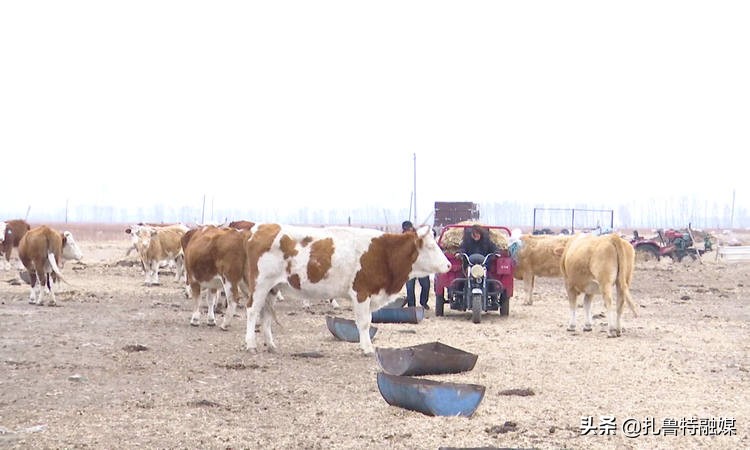 念牛经发牛财,念牛经发牛财的句子