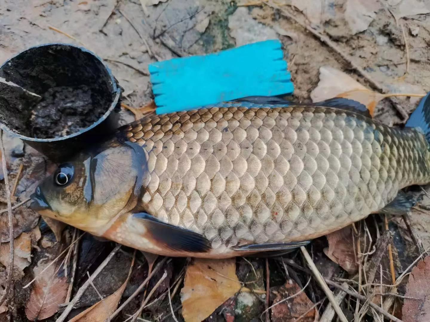 鲫鱼的“宿命”，上万条的繁殖能力，却因自身5大优势，数量骤降