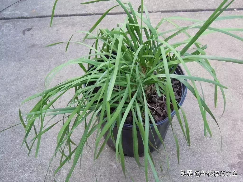 可以驱赶害虫的花卉,盆栽植物防治害虫