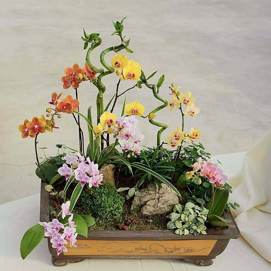 蝴蝶兰一浇水根就发霉,蝴蝶兰一夜之间就蔫巴了