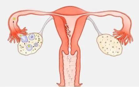 睾酮t是什么意思,睾酮t1期