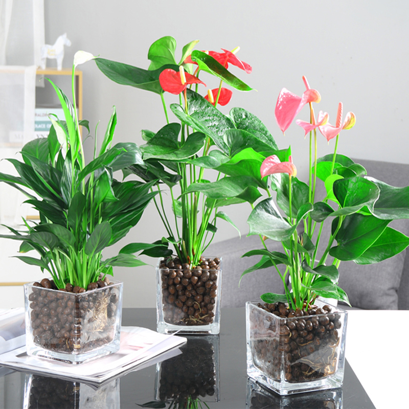 客厅散光适合养什么花,什么花适合常年放在散光阴凉处