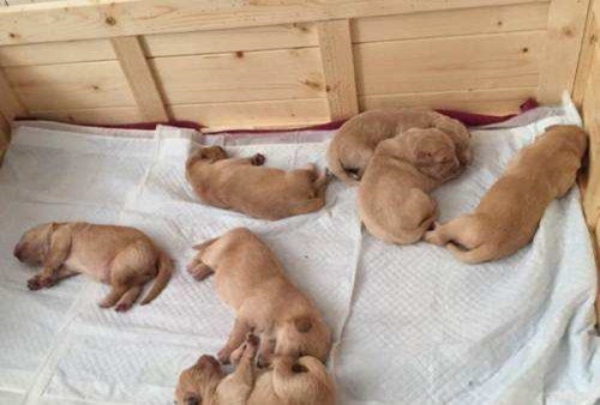 母狗产前饲养管理,母狗生育前的护理