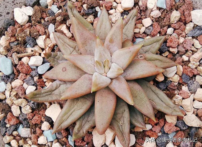 钱串子多肉叶严重缺水还能救活吗,多肉虹之玉掉叶子是化水还是缺水