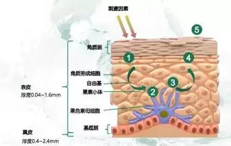 美容针讲解视频,美容针解析