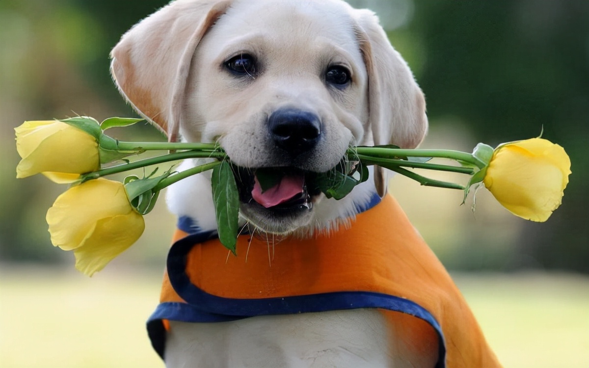 第一次养狗为啥不建议养拉布拉多,感觉养拉布拉多第三个月快崩溃