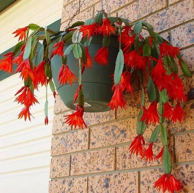 开花超美de仙人掌三千金：蟹爪兰、仙人指、假昙花，你能分清吗？