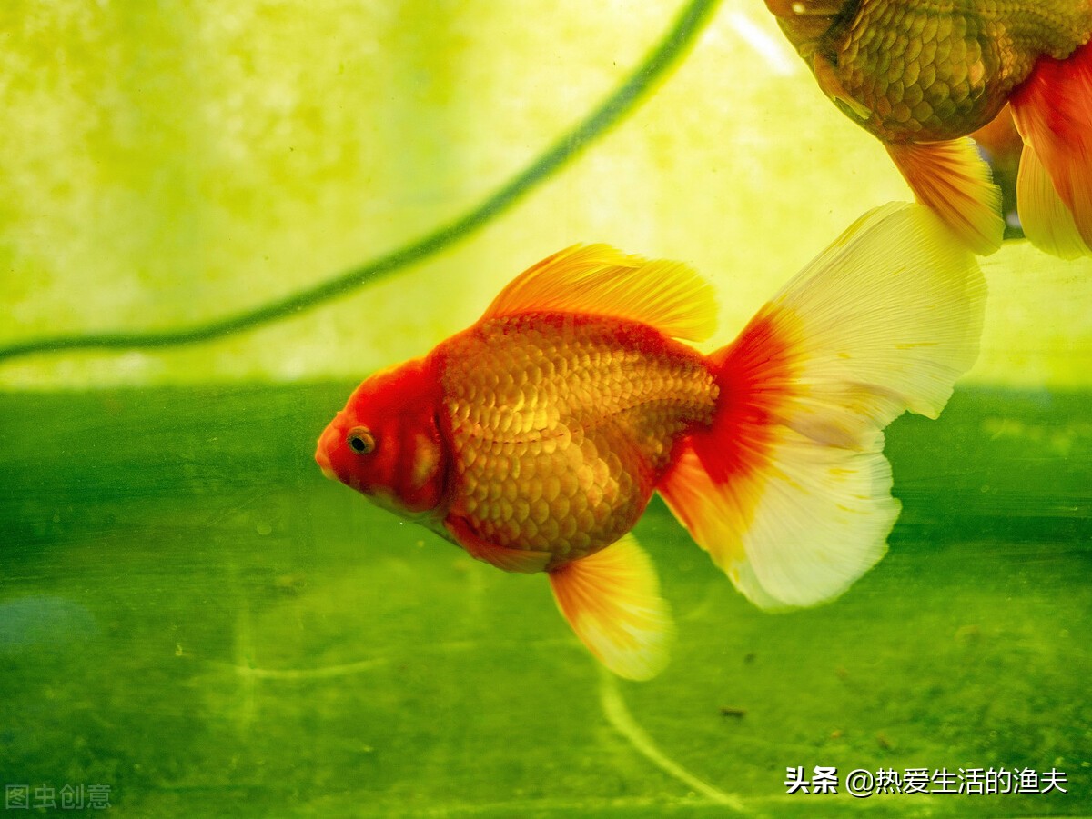 哪种金鱼最皮实好养,哪种金鱼好看又容易养