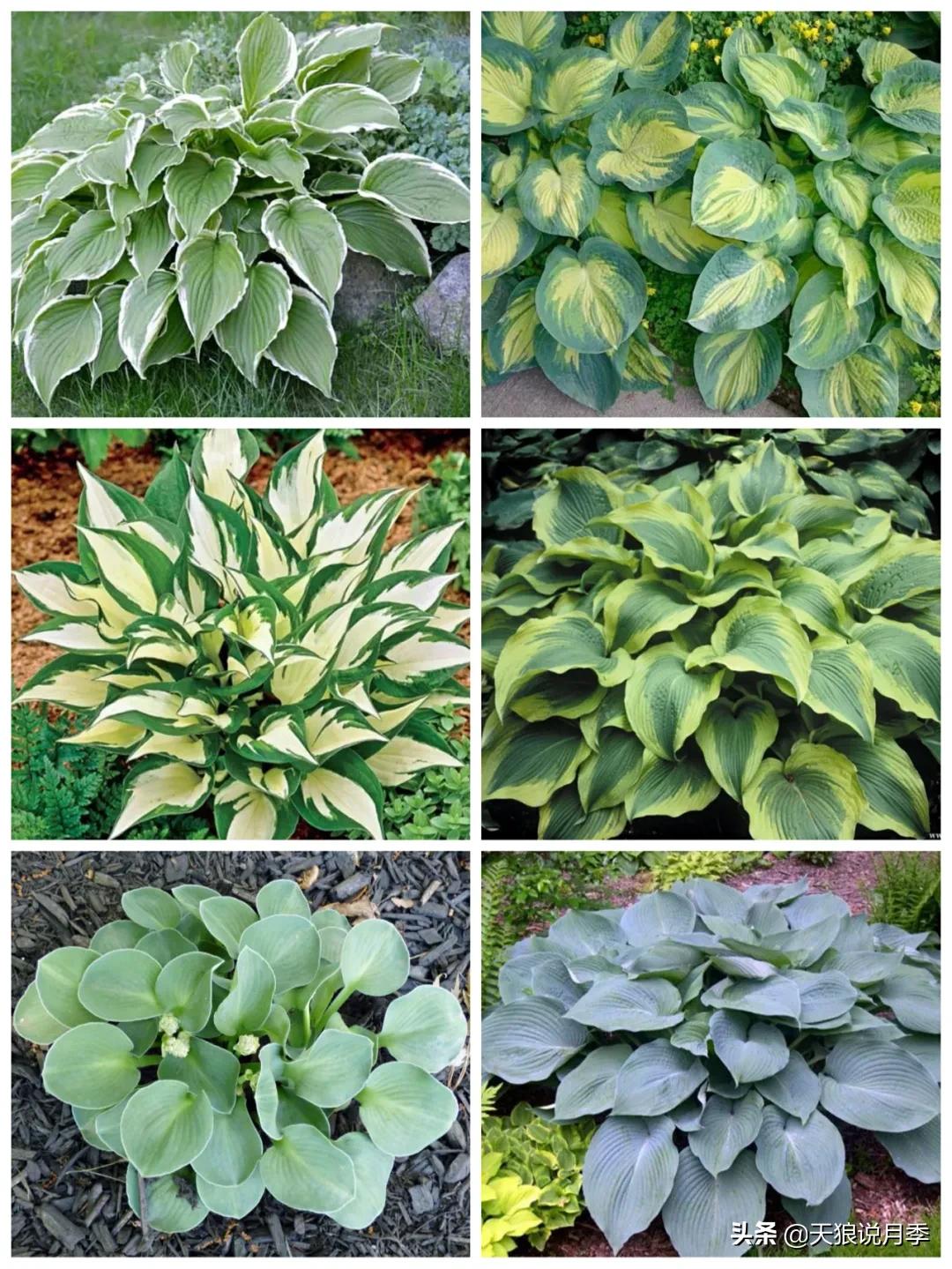 适合北阳台种的花园,采光差适合什么藤本月季