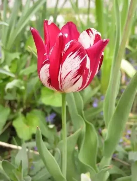 世界上最稀有最名贵的花,世界上最漂亮名贵的花