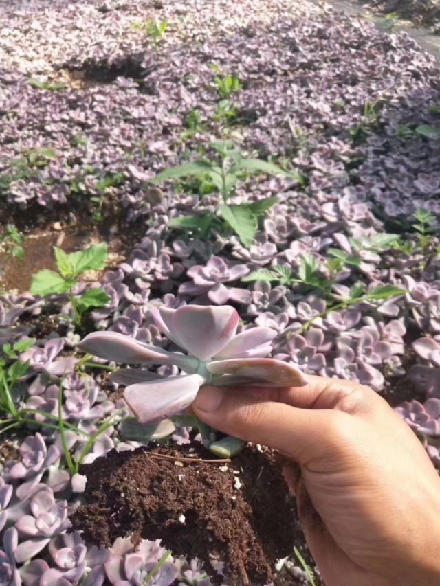 多肉植物能不能晒太阳和浇水,多肉植物太阳不直晒颜色就长不好