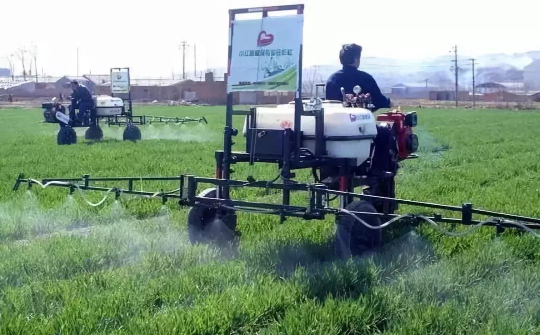 小麦缺肥发黄怎么办,小麦根发黄是什么病