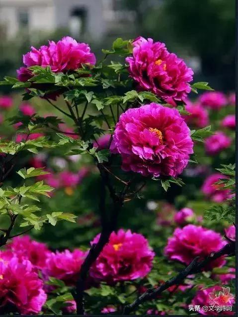 赞美牡丹花开时节动京城的诗句,牡丹诗词名句精选唯有牡丹真国色