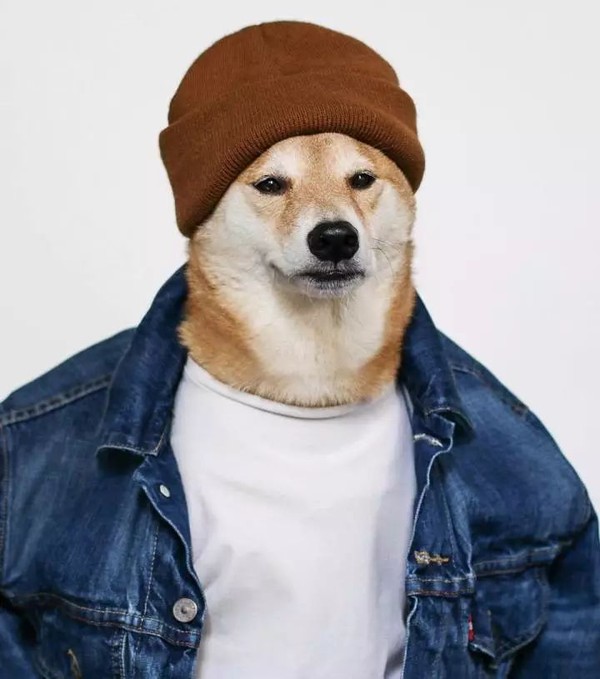 帅到各种时尚大牌求合作,它居然是条狗……你们信吗?