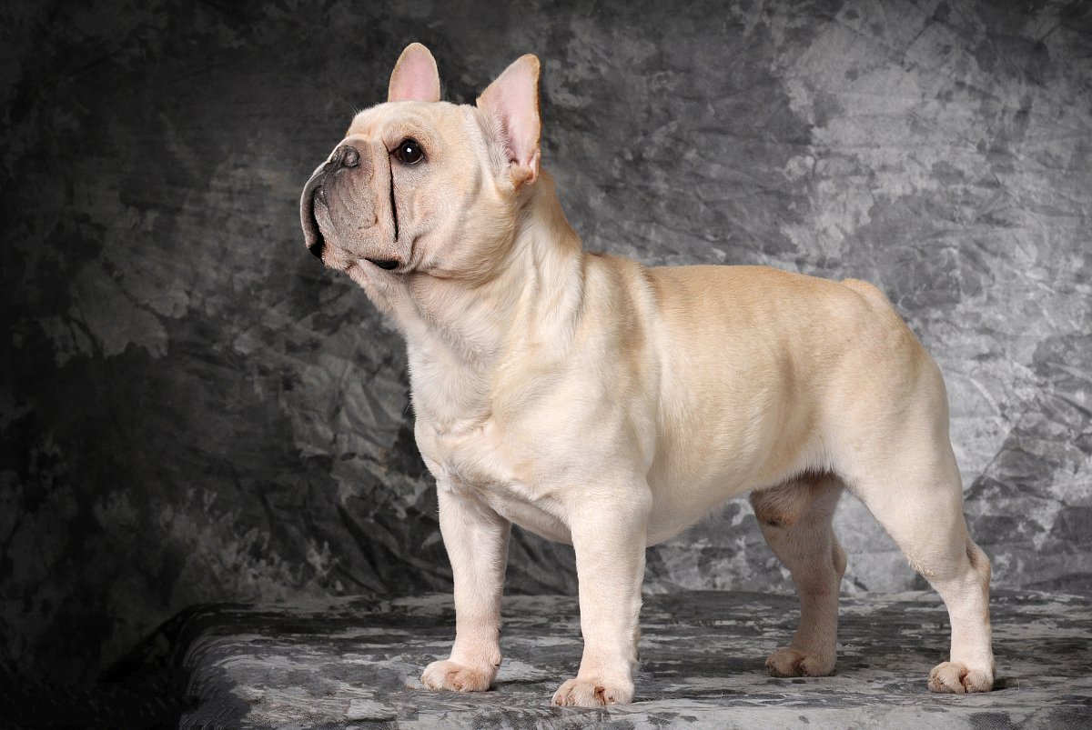 世上最漂亮的十种狗,最名贵的狗叫什么名字