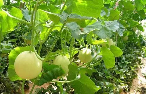 反季节香瓜种植,今年的香瓜种植方法