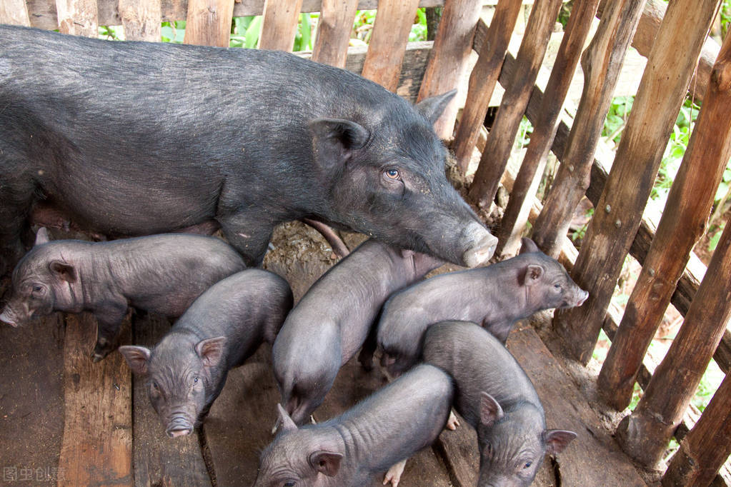 母猪产后采食量少怎么办,母猪产后不食没乳如何预防