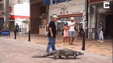 日本老人养鳄鱼当宠物,男子把鳄鱼当宠物养一天喂10斤肉