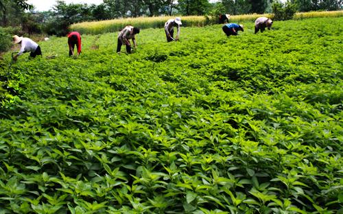 7月份播种薄荷当年可采收吗,薄荷最后一批采收是几月份