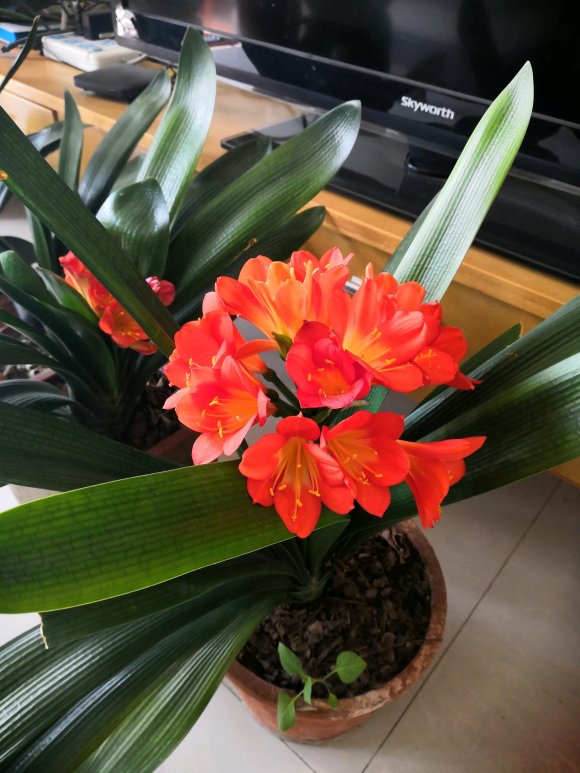 富贵花哪种最好养,4种富贵花华丽大气