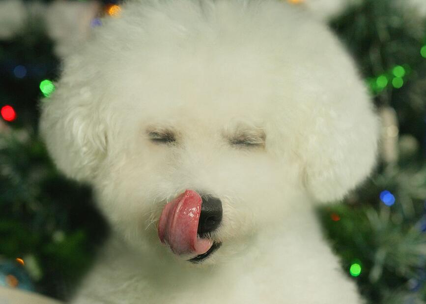 比熊犬小时候毛不卷还发黄,比熊幼犬部分毛色发黄怎么回事