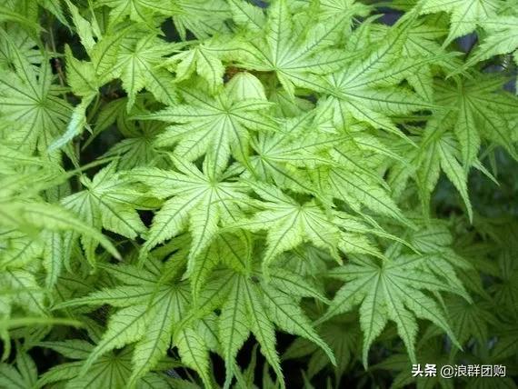中式庭院藤类植物,枫树和紫藤