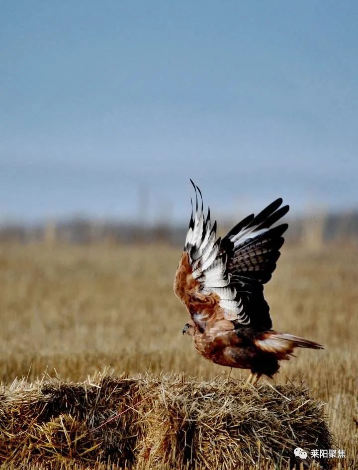 莱阳用电捕兔,莱阳猎兔