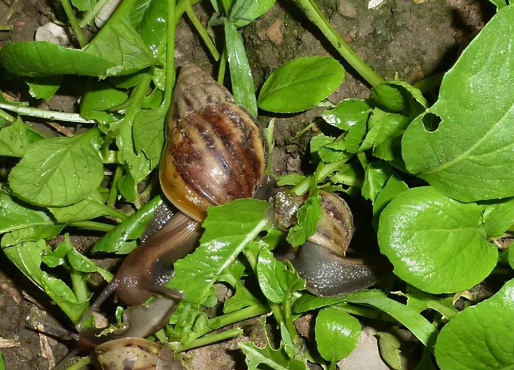 90后夫妻养蛋鸡,90后夫妻居住10平米小屋