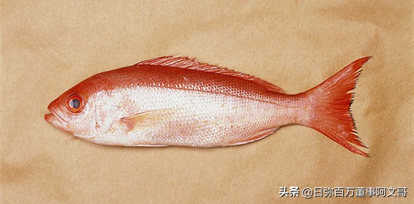 日弥深海胶原产品怎么样,日弥nimi护肤品怎么样