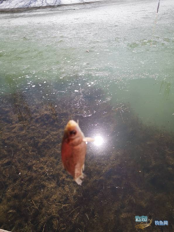 战蓝鲫饵,野钓开饵九一八野战蓝鲫