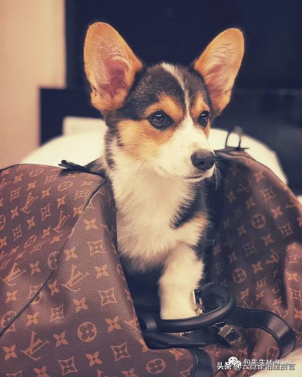非常好看的宠物包,大家的包都带什么玩偶