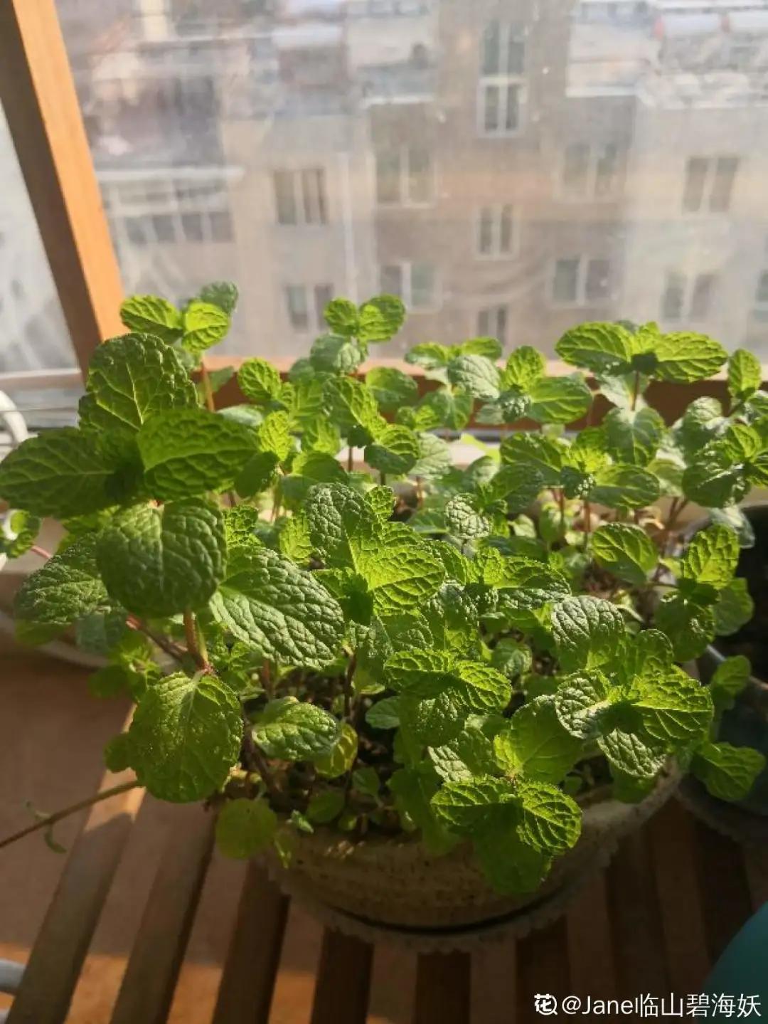 花盆里的小黑飞苍蝇怎么处理,家里养什么花最容易生小黑飞虫