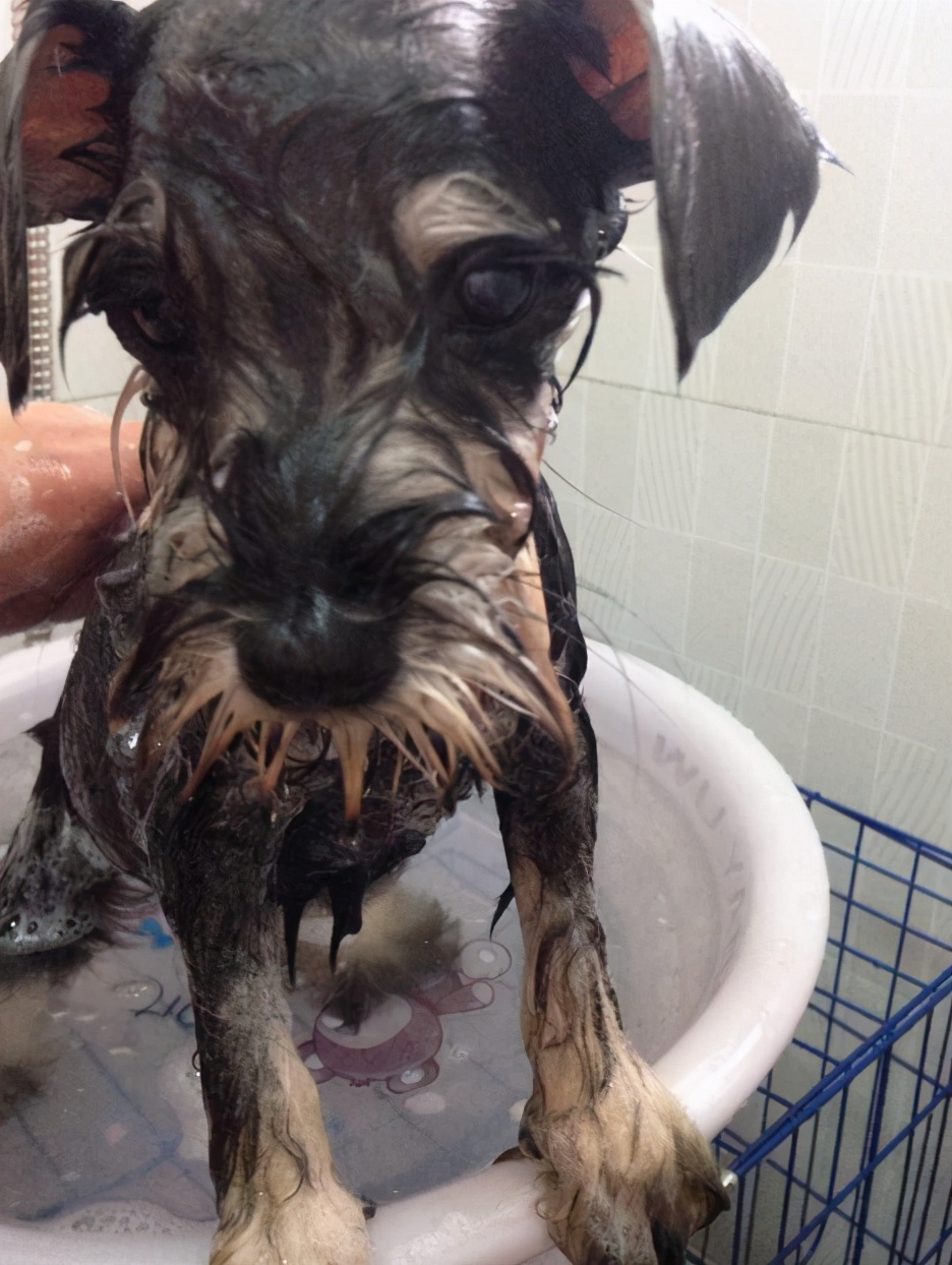 养雪纳瑞的十大忠告,兽医告诫狗狗