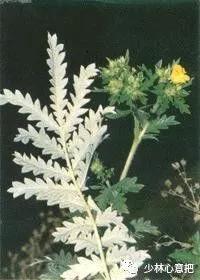 动物中药功效大全,中药药材大全及功效