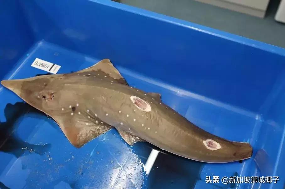 新加坡超市卖的一种糖,新加坡奇葩的东西