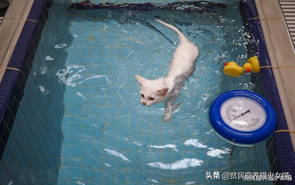 玩水的小猫咪,戏水小猫咪