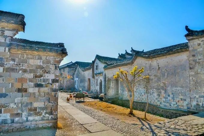 台州藏在深山里的世外桃源,台州家乡春天的美景