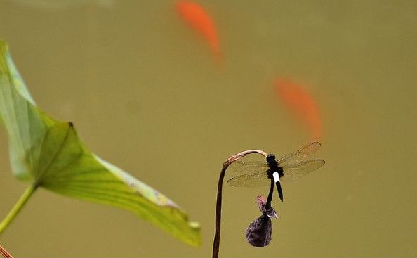 美丽的蜻蜓诗句,描写蜻蜓的诗句古诗大全