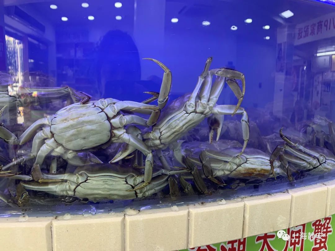 现在还能吃得到正宗的大闸蟹吗,又肥又大的大闸蟹